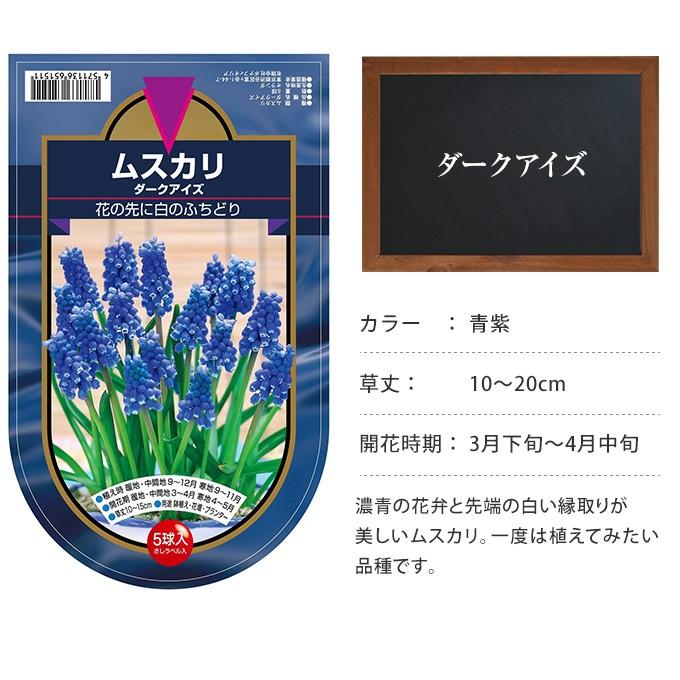 秋植え 球根 栽培 花壇 趣味 園芸 ガーデニング 庭 花 植物 ムスカリ 球根 ダークアイズ 5球セット Pg ガーデン用品屋さん 通販 Yahoo ショッピング