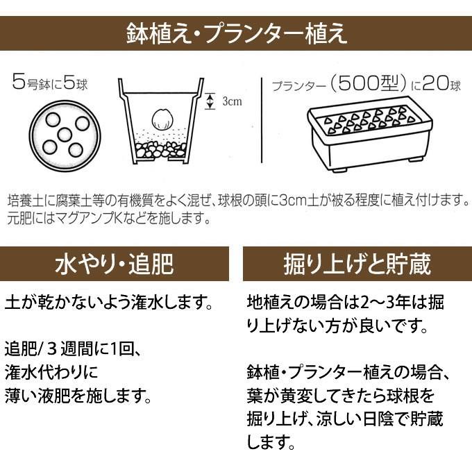 秋植え 球根 栽培 花壇 趣味 園芸 ガーデニング 庭 花 植物 ムスカリ 球根 タッチオブスノー 5球セット Pg ガーデン用品屋さん 通販 Yahoo ショッピング