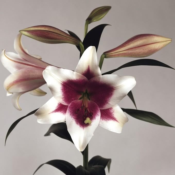 秋植え 球根 栽培 花壇 趣味 園芸 ガーデニング 庭 花 植物 鉄砲百合 球根 トライアンフェター Pg ガーデン用品屋さん 通販 Yahoo ショッピング