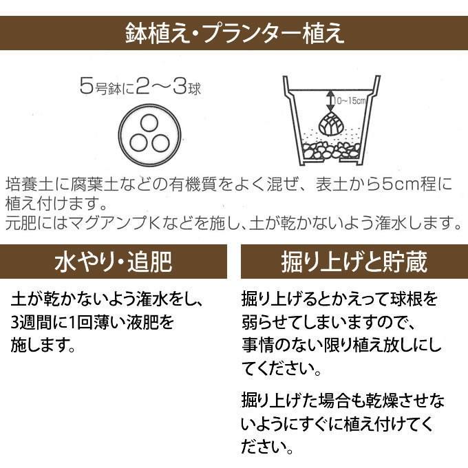 秋植え 球根 栽培 花壇 趣味 園芸 ガーデニング 庭 花 植物 百合 球根 貝母百合 2球セット Pg ガーデン用品屋さん 通販 Yahoo ショッピング