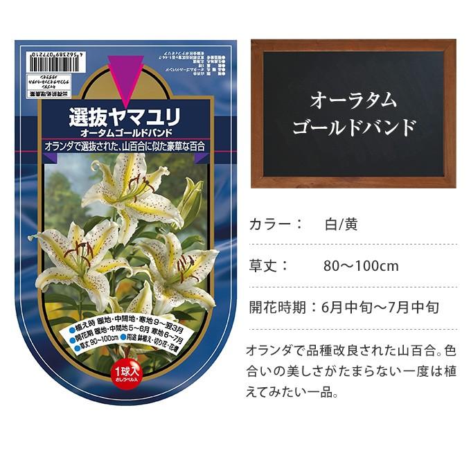 秋植え 球根 栽培 花壇 趣味 園芸 ガーデニング 庭 花 植物 オリエンタル百合 球根 オーラタムゴールドバンド Pg ガーデン用品屋さん 通販 Yahoo ショッピング