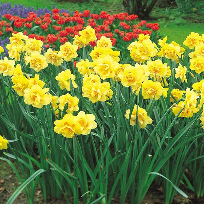 球根 秋植え 栽培 春に咲く 花 花壇 趣味 園芸 水仙球根 タヒチ 3球セット Pg ガーデン用品屋さん 通販 Yahoo ショッピング