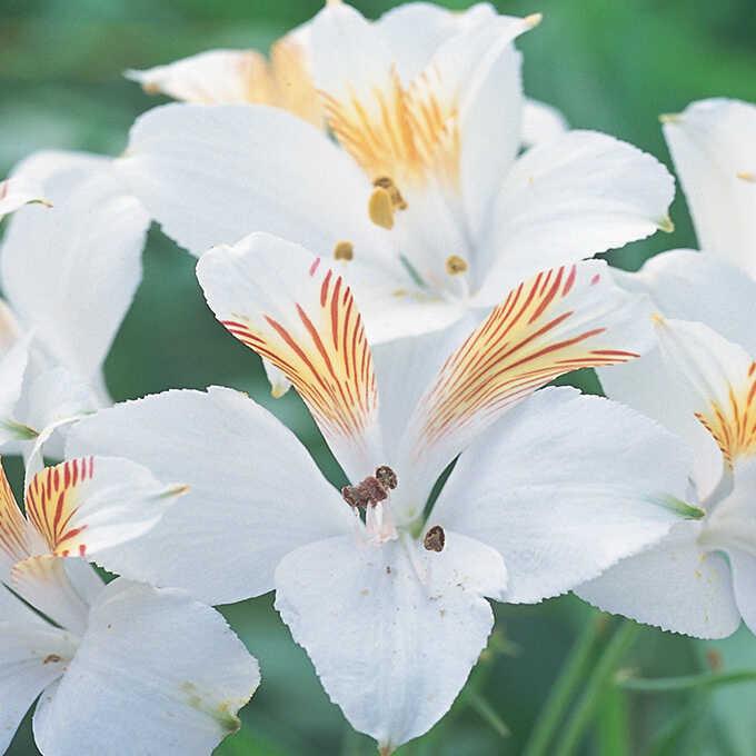 球根 秋植え 栽培 春に咲く 花 花壇 趣味 園芸 アルストロメリア ホワイト Pg ガーデン用品屋さん 通販 Yahoo ショッピング