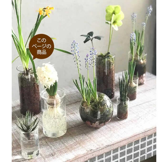 球根 栽培 フラワーベース 球根用 花瓶 ガラス 水耕栽培 ガラスベース 高さ17 5cm Pg ガーデン用品屋さん 通販 Yahoo ショッピング