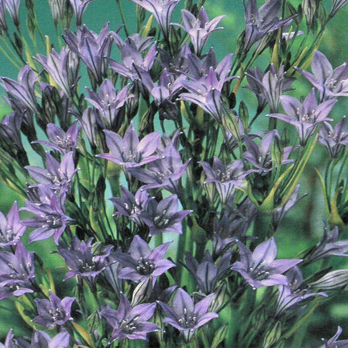 球根 秋植え ブローディア クィーンファビオラ 10球入り 秋 植え 園芸 花 春に咲く 花壇 庭 ベランダ Pg ガーデン用品屋さん 通販 Yahoo ショッピング