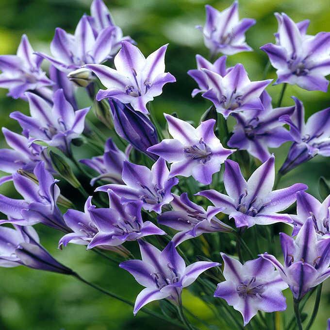 球根 秋植え ブローディア ルディ 5球入り 秋 植え 園芸 花 春に咲く 花壇 庭 ベランダ Pg ガーデン用品屋さん 通販 Yahoo ショッピング