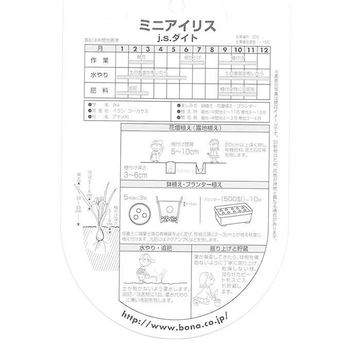 球根 秋植え アヤメ科 ミニアイリス Jsダイト 6球セット 秋 植え 園芸 花 春に咲く 花壇 庭 ベランダ Pg 269 ガーデン用品屋さん 通販 Yahoo ショッピング