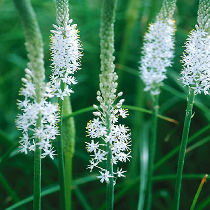 球根 秋植え ブルビネラ ホワイト 1球入り 秋 植え 園芸 花 春に咲く 花壇 庭 ベランダ Pg ガーデン用品屋さん 通販 Yahoo ショッピング