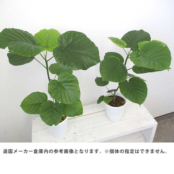 観葉植物 ウンベラータ S 5号鉢 植物 7号 インテリア 室内 玄関 観葉植物 ウンベラータ S 5号鉢 植物 7号 インテリア 室内 玄関