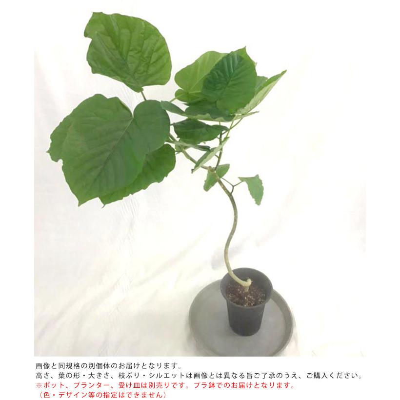 観葉草木 ウンベラータ M 7号鉢  草木 5号 室内装飾 室内 部屋の入り口 野天 庭 植木 今めかしい リビング 緑であること 緑 葉
