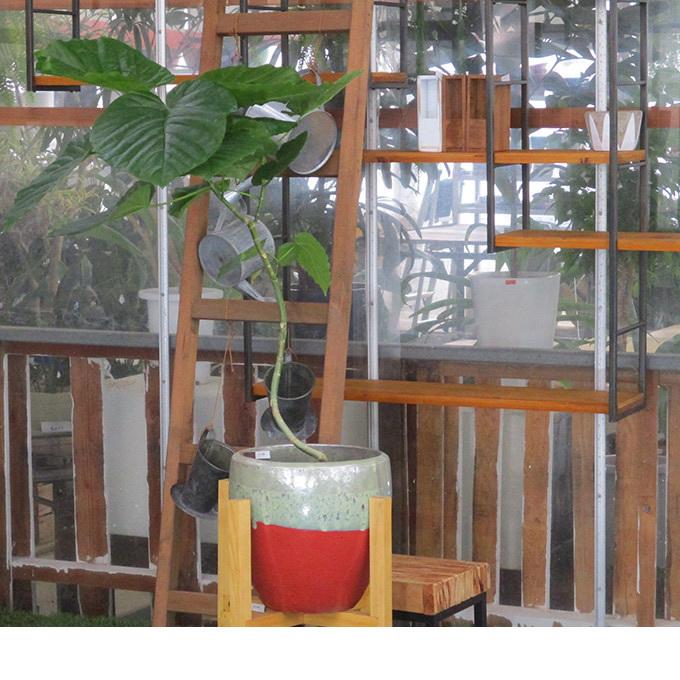 観葉草木 ウンベラータ M 7号鉢  草木 5号 室内装飾 室内 部屋の入り口 野天 庭 植木 今めかしい リビング 緑であること 緑 葉