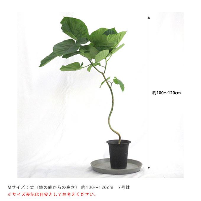観葉草木 ウンベラータ M 7号鉢  草木 5号 室内装飾 室内 部屋の入り口 野天 庭 植木 今めかしい リビング 緑であること 緑 葉