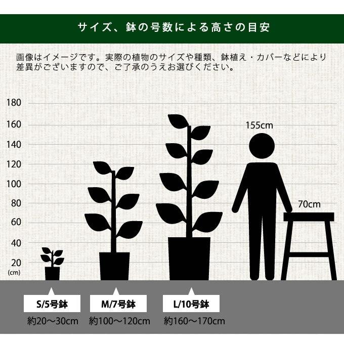 観葉草木 ウンベラータ M 7号鉢  草木 5号 室内装飾 室内 部屋の入り口 野天 庭 植木 今めかしい リビング 緑であること 緑 葉