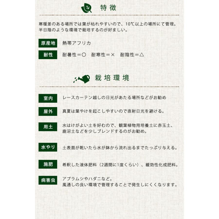 観葉草木 ウンベラータ M 7号鉢  草木 5号 室内装飾 室内 部屋の入り口 野天 庭 植木 今めかしい リビング 緑であること 緑 葉