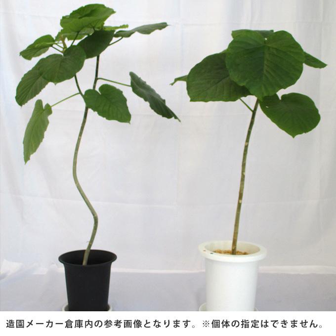 観葉草木 ウンベラータ M 7号鉢  草木 5号 室内装飾 室内 部屋の入り口 野天 庭 植木 今めかしい リビング 緑であること 緑 葉