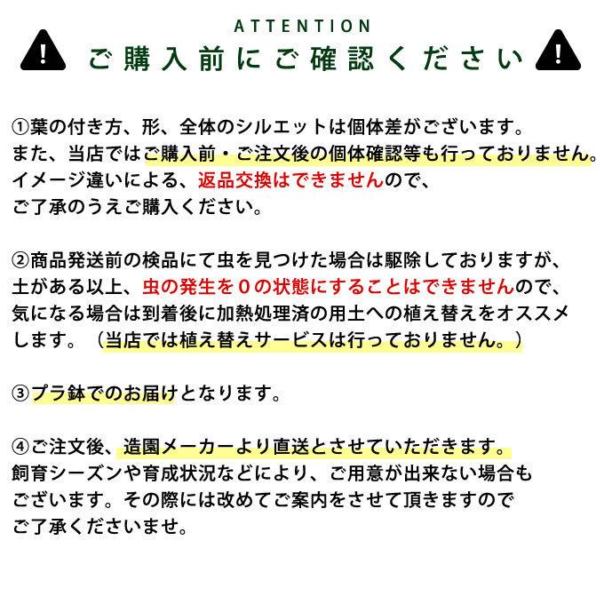 観葉草木 ウンベラータ M 7号鉢  草木 5号 室内装飾 室内 部屋の入り口 野天 庭 植木 今めかしい リビング 緑であること 緑 葉