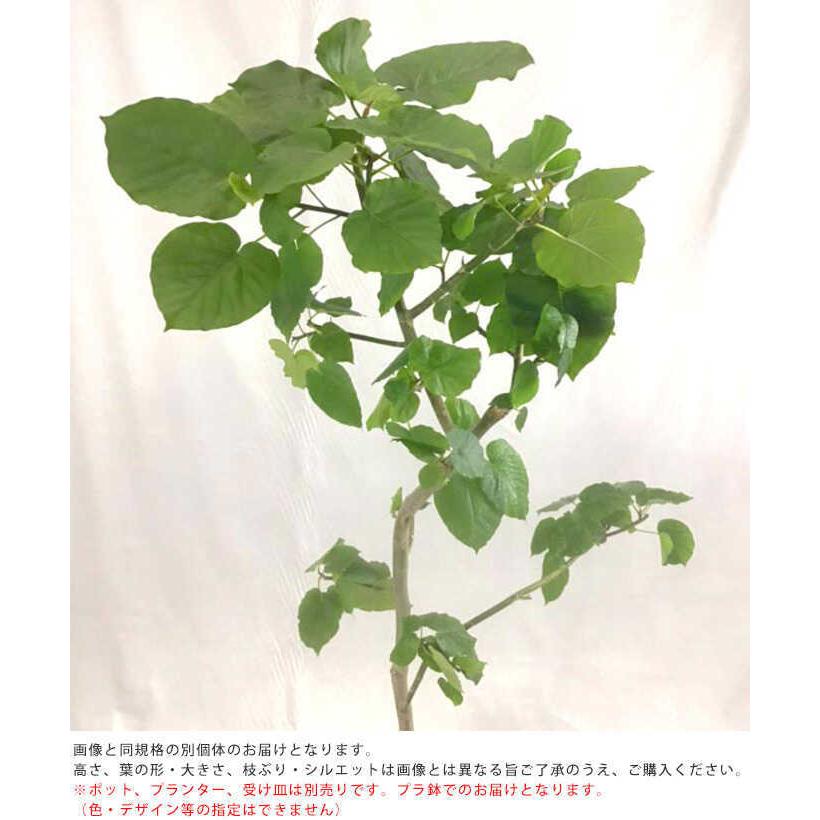 観葉植物 ウンベラータ L 10号鉢 植物 10号 インテリア 室内 玄関 屋外 庭 植木 おしゃれ リビング グリーン 緑 葉