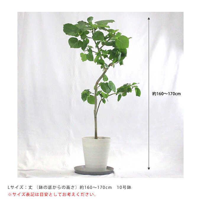 観葉植物 ウンベラータ L 10号鉢 植物 10号 インテリア 室内 観葉植物 ウンベラータ L 10号鉢 植物 10号 インテリア 室内