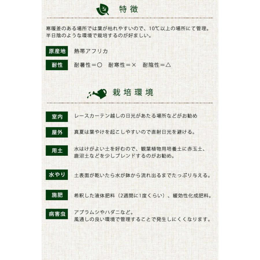 観葉植物 ウンベラータ L 10号鉢 植物 10号 インテリア 室内 玄関 屋外 庭 植木 おしゃれ リビング グリーン 緑 葉