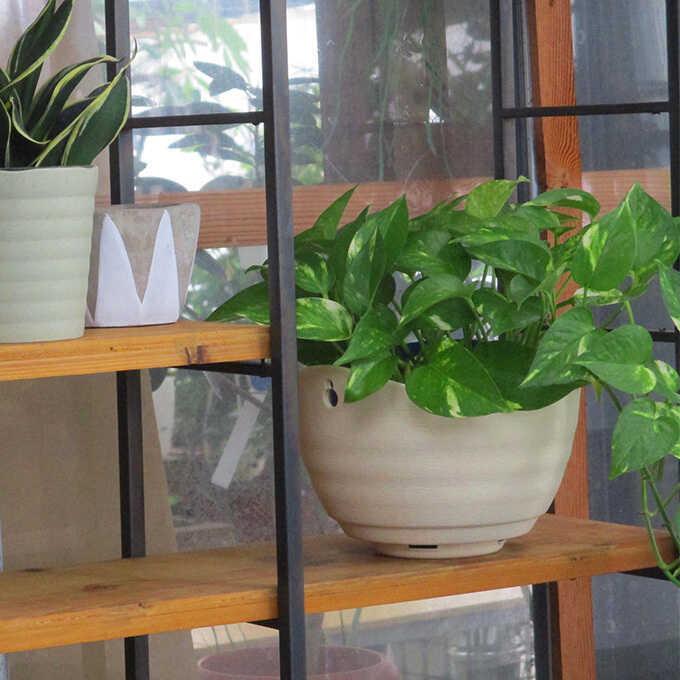 観葉植物 ポトス S 5号鉢 植物 5号 インテリア 室内 リビング 屋外