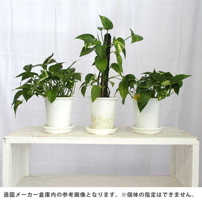 観葉植物 ポトス S 5号鉢 植物 5号 インテリア 室内 リビング 屋外