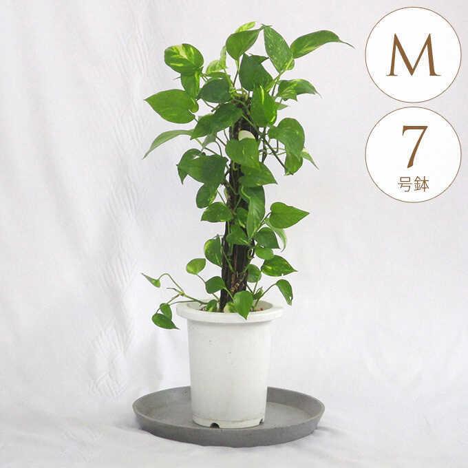 観葉植物 ポトス M 7号鉢 植物 7号 インテリア 室内 リビング 屋外 