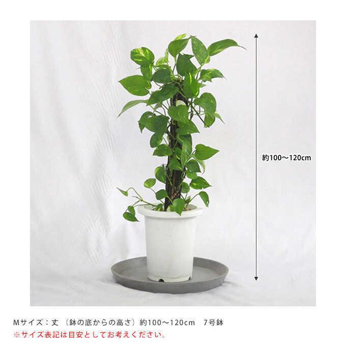 観葉植物 ポトス M 7号鉢 植物 7号 インテリア 室内 リビング 屋外