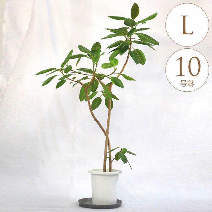 観葉植物 アルテシマ L 10号鉢 植物 10号 インテリア 室内 リビング 