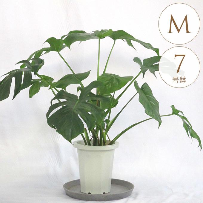 モンステラ 7号 観葉植物 インテリアグリーン 夏 MINT モンステラ