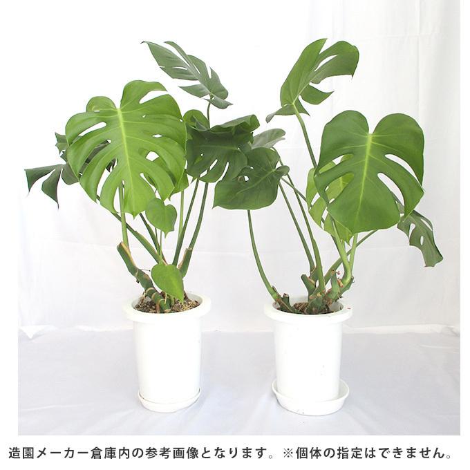 観葉植物 モンステラ M 7号鉢 植物 7号 インテリア 室内 リビング 屋外