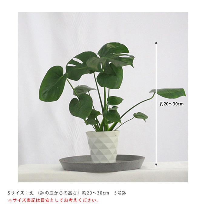 観葉植物 ヒメモンステラ S 5号鉢 植物 5号 インテリア 室内 リビング