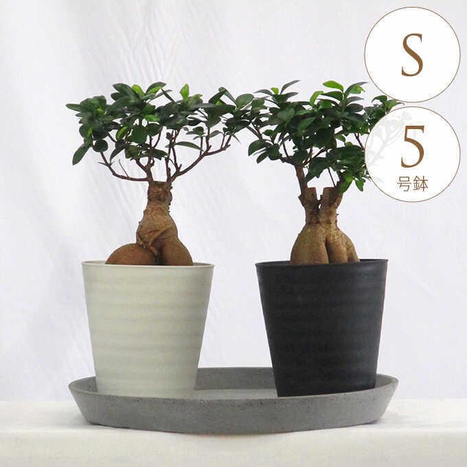 観葉植物 ガジュマル S 5号鉢 植物 5号 インテリア 室内 観葉植物 ガジュマル S 5号鉢 植物 5号 インテリア 室内