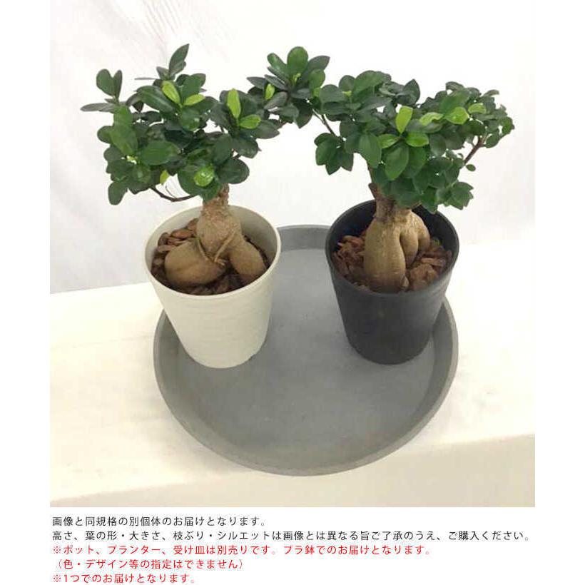 観葉植物 ガジュマル S 5号鉢 植物 5号 インテリア 室内 リビング 屋外