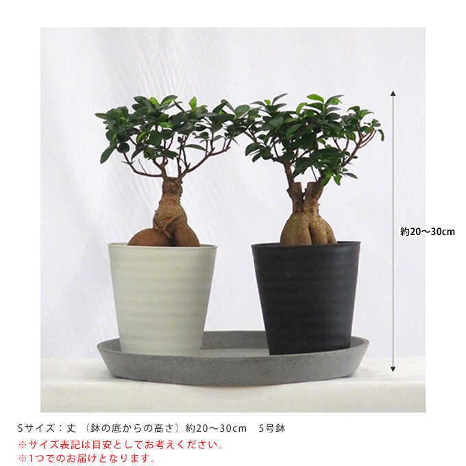 観葉植物 ガジュマル S 5号鉢 植物 5号 インテリア 室内 リビング 屋外