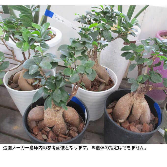 観葉植物 ガジュマル S 5号鉢 植物 5号 インテリア 室内 リビング 屋外