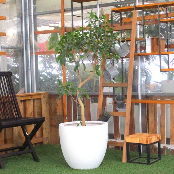 観葉植物 ガジュマル M 7号鉢 植物 7号 インテリア 室内 リビング 屋外