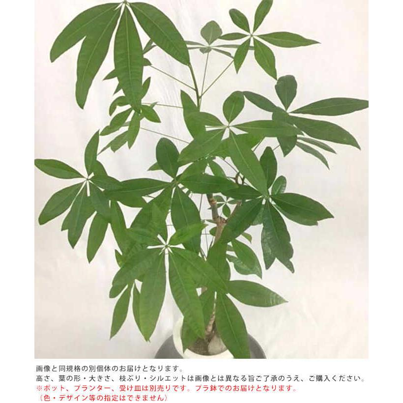 観葉植物 パキラ M 7号鉢 植物 7号 インテリア 室内 リビング 屋外