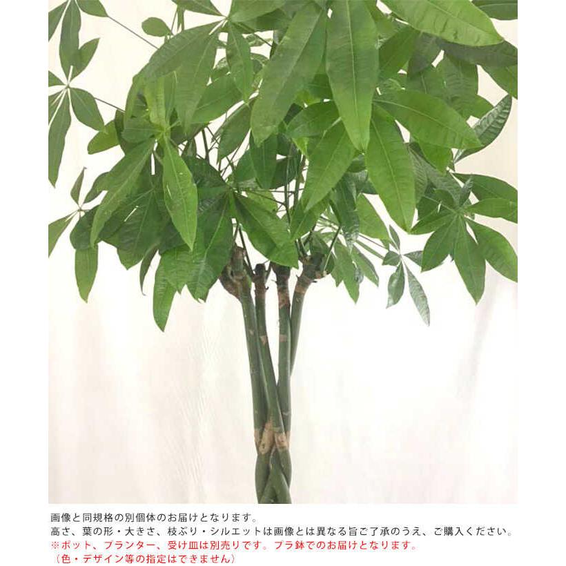 観葉植物 パキラ L 10号鉢 植物 10号 インテリア 室内 リビング 屋外