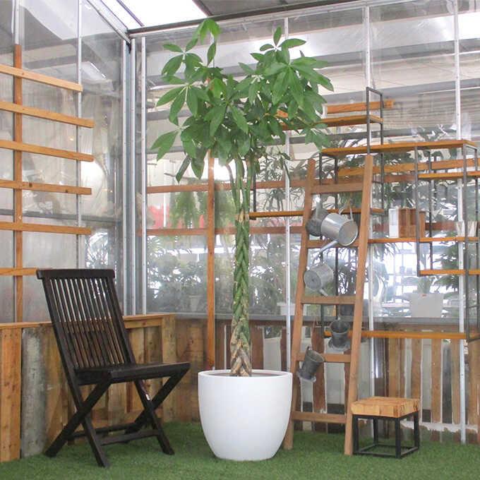 観葉植物 パキラ L 10号鉢 植物 10号 インテリア 室内 リビング 屋外