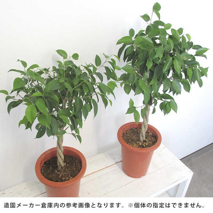 観葉植物 フィカスベンジャミン S 5号鉢 植物 5号 インテリア 室内