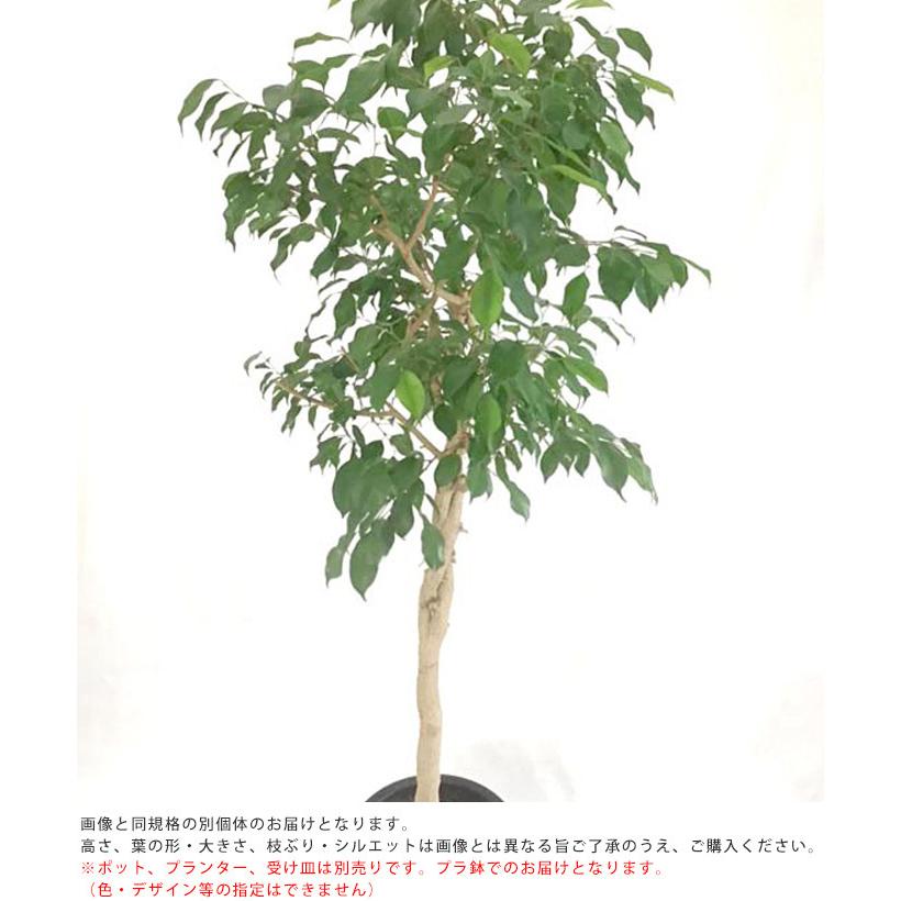 観葉植物 フィカスベンジャミン L 10号鉢 植物 10号 インテリア 観葉植物 フィカスベンジャミン L 10号鉢 植物 10号 インテリア