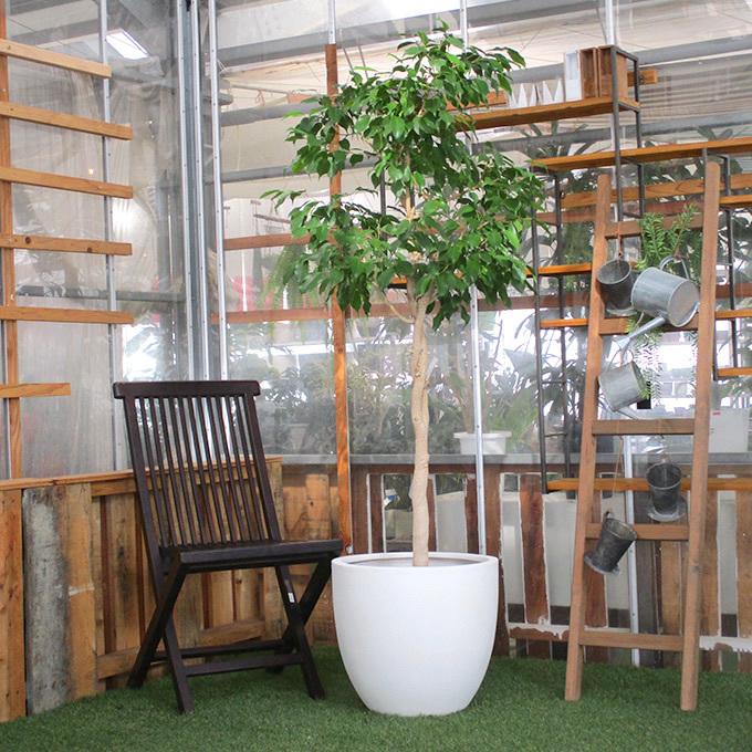 観葉植物 フィカスベンジャミン L 10号鉢 植物 10号 インテリア 観葉植物 フィカスベンジャミン L 10号鉢 植物 10号 インテリア