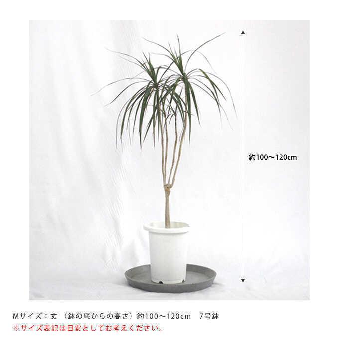 【予約済】ドラセナ・コンシンネ 高さ約2m 元気 観葉植物 観葉植物 ドラセナ コンシンネ 8号 曲り（龍） Eco Stone (エコ