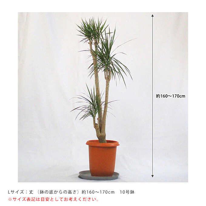 観葉植物 ドラセナ コンシンナ コンシンネ 曲がり ９号鉢 観葉植物 ドラセナ コンシンナ コンシンネ 曲がり 9号鉢 - メルカリ