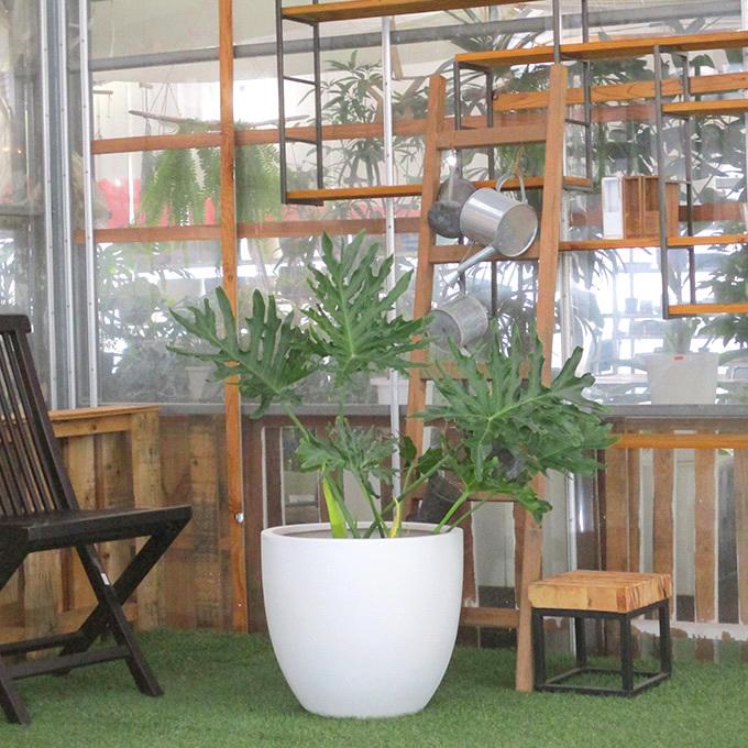 ☆フィロデン セロウム バリエガータ☆3号鉢☆希少☆ 09e55c3358bfed03391035ad113435