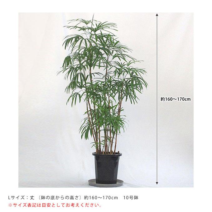 観葉植物 シュロチク L 10号鉢 植物 10号 インテリア 室内 リビング