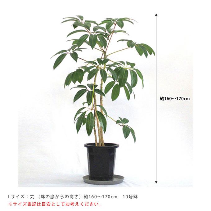 チュピタンサス　リビングサイズ 高さ90ｃｍ　Ｎｏ２ ツピタンサス | 商品詳細 | 高島屋オンラインストア