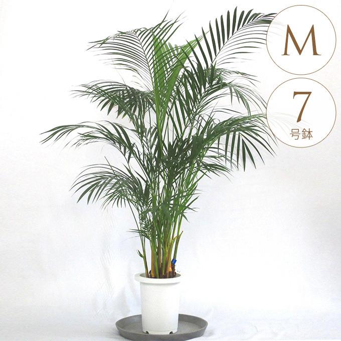 観葉植物 アレカヤシ M 7号鉢 植物 7号 インテリア 室内 リビング 屋外