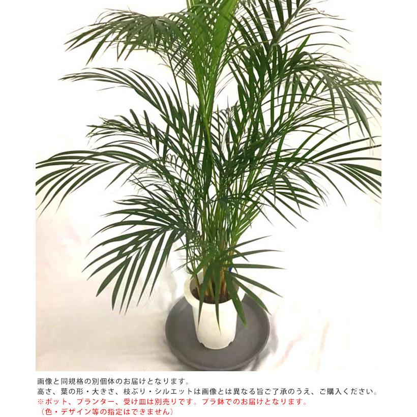 大特価！アレカヤシ　スーパーアレカヤシ　苗　苗木　観葉植物　8号鉢　ヤシの木 大特価！アレカヤシ スーパーアレカヤシ 苗 苗木 観葉植物 8号鉢