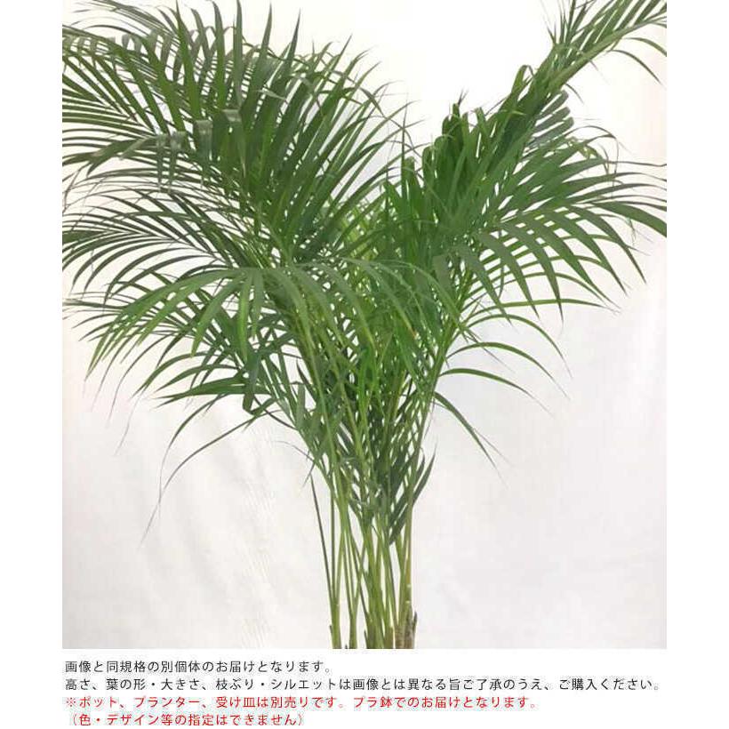 観葉植物 アレカヤシ L 10号鉢 植物 インテリア 室内 リビング 観葉植物 アレカヤシ L 10号鉢 植物 インテリア 室内 リビング